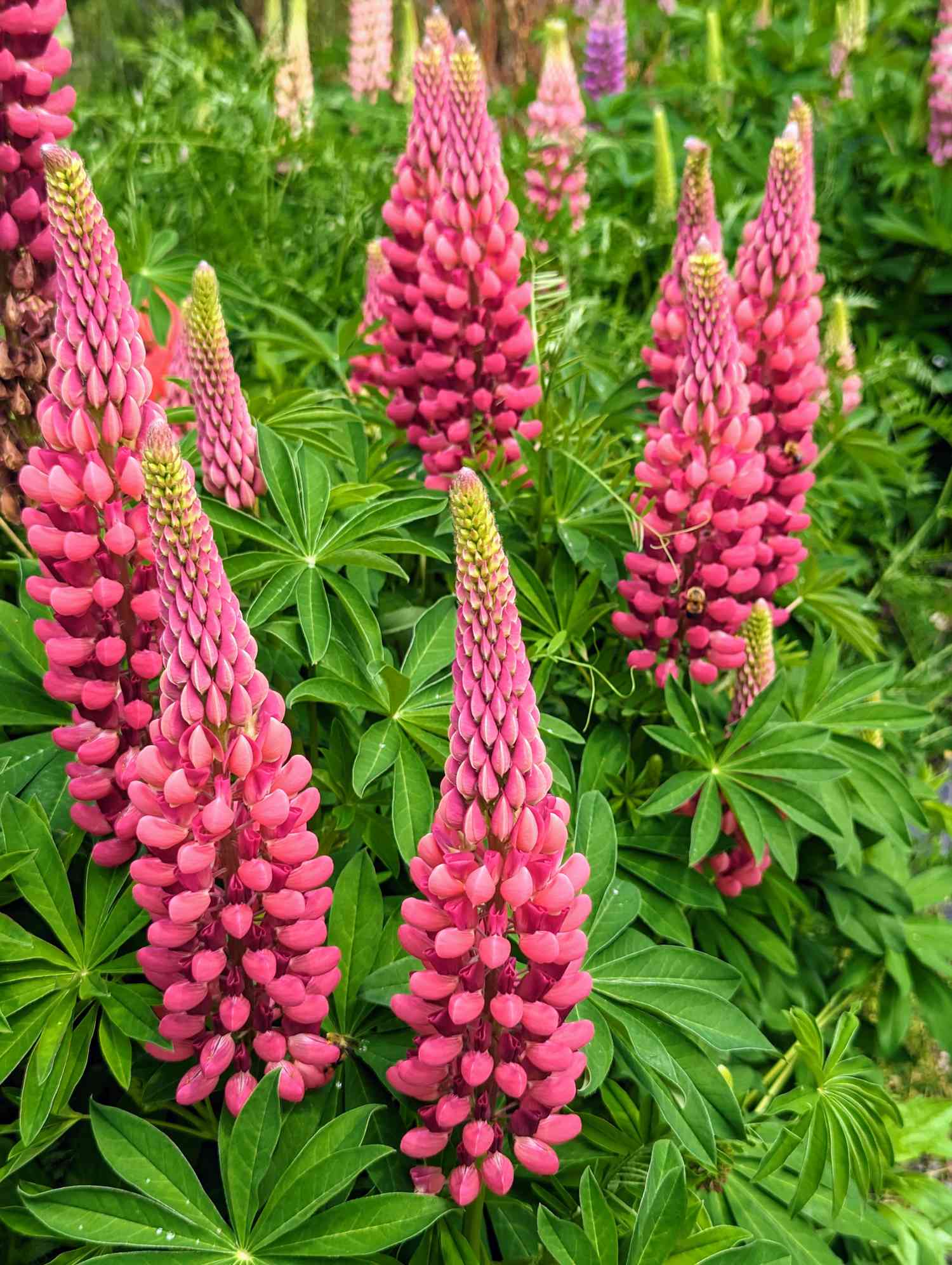 Lupines