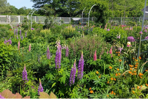 decorvow's flower cutting garden. 