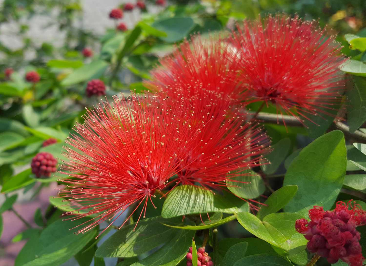 bottlebrush plant with bright red blooms