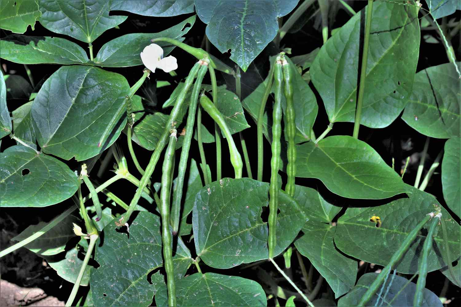 Close up of black-eyed pea plant with pea pods and blooms