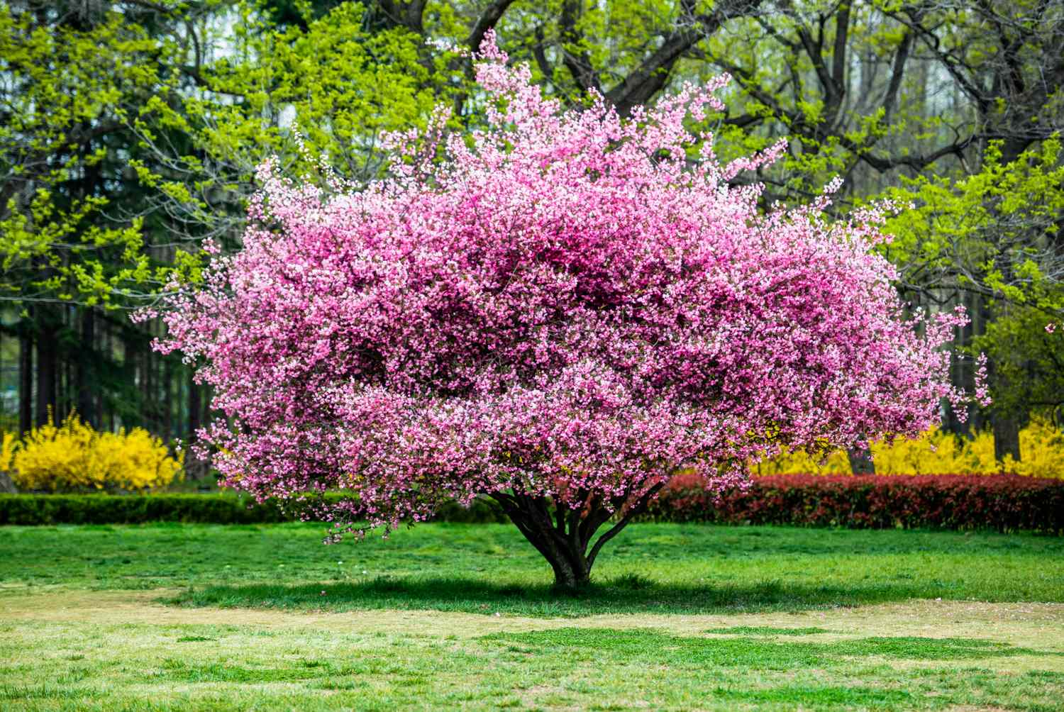 A blooming tree with pink flowers in a park setting surrounded by green vegetation