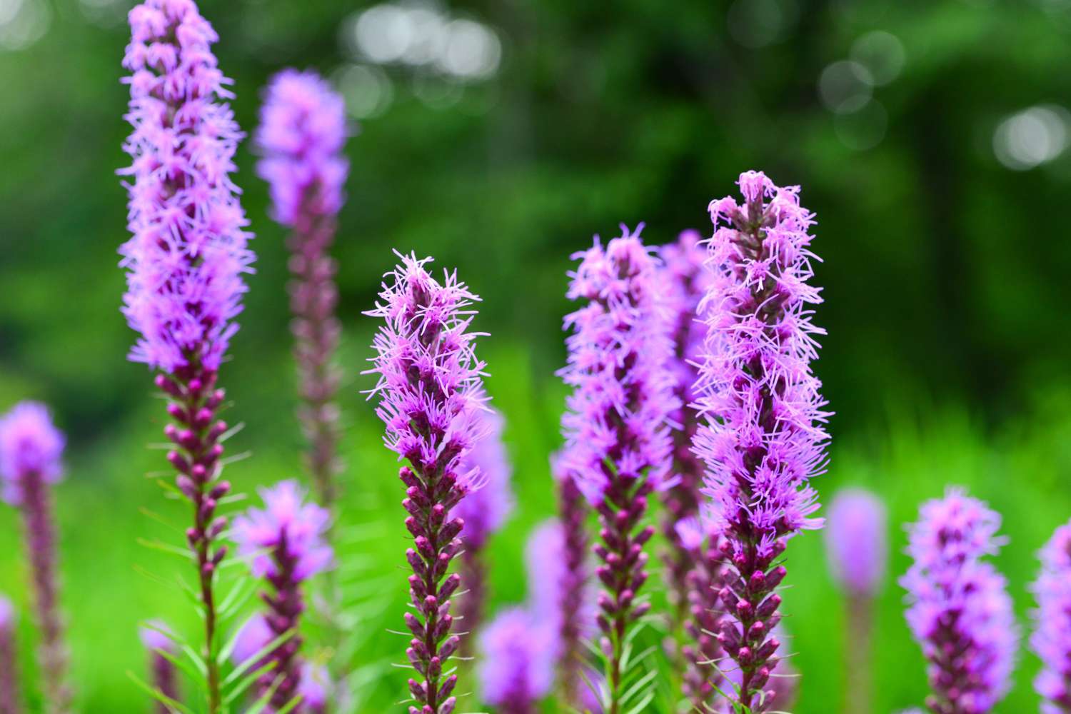 Blazing Star plant