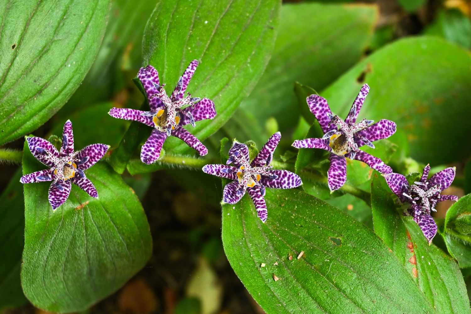 Japanese Toad Lily