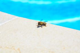 Bee by the pool