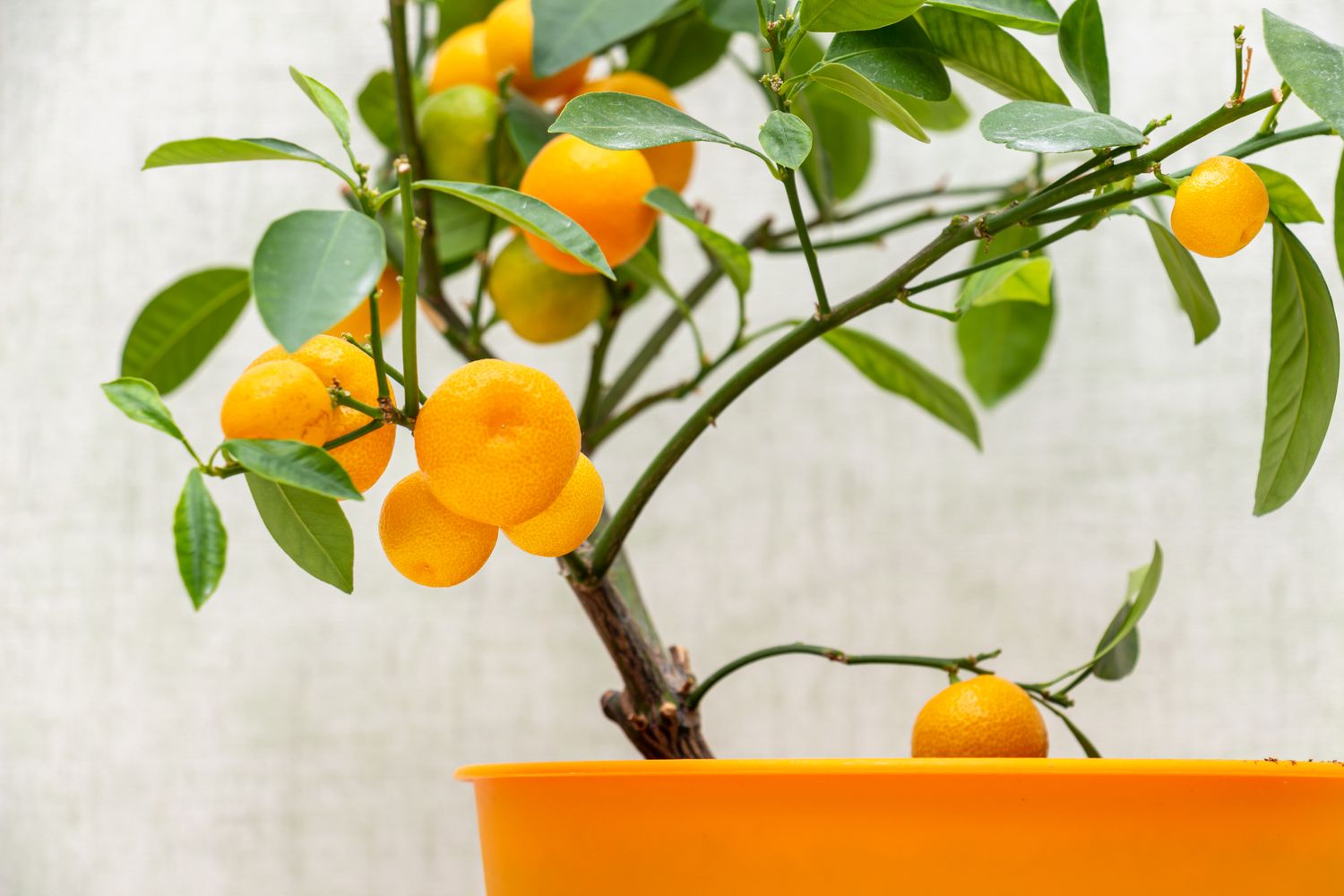Small orange fruit growing on a potted tree