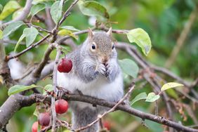 Eastern gray squirrel eating fruit in tree