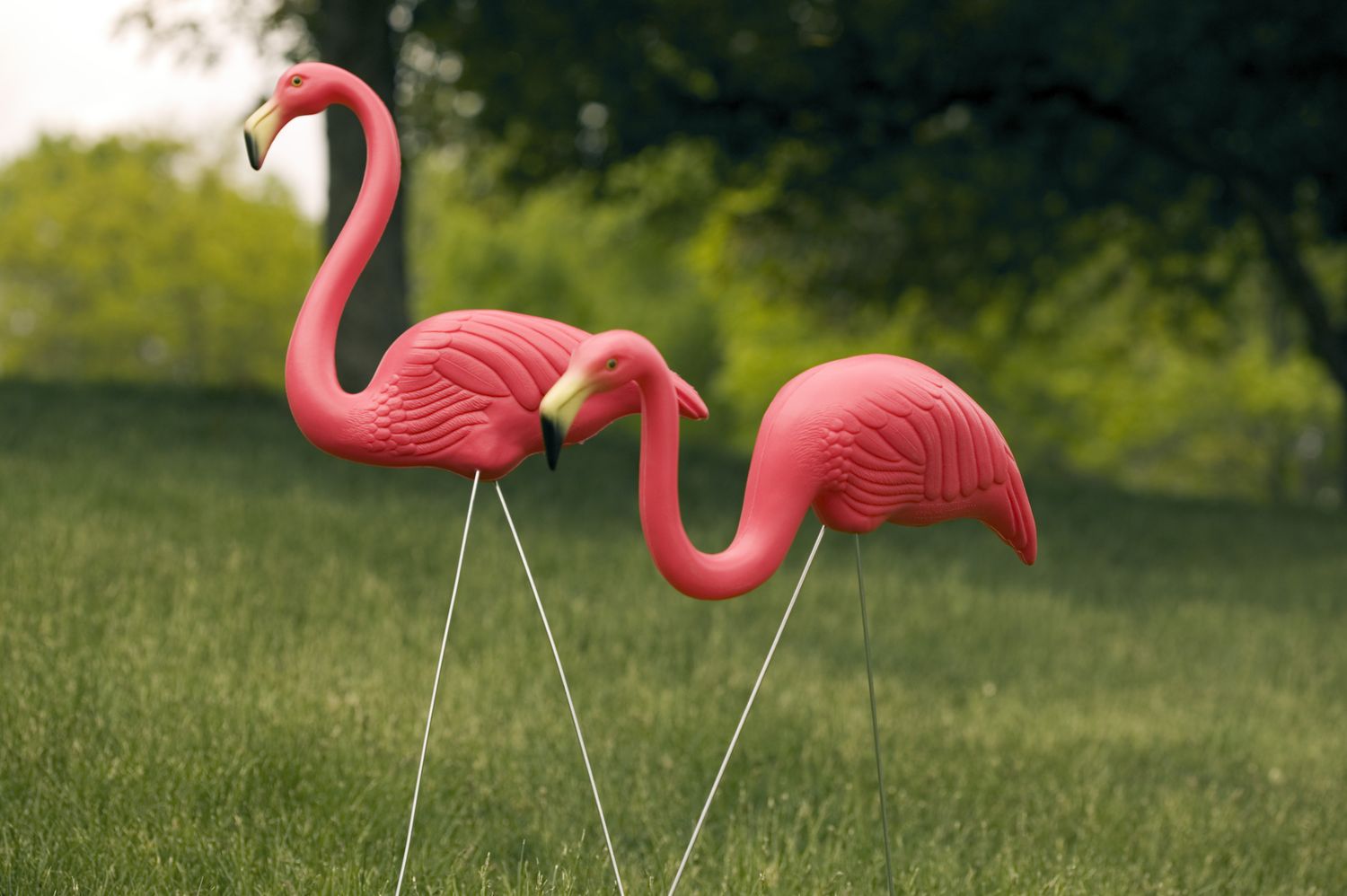 pink plastic flamingos against a green lawn and yard