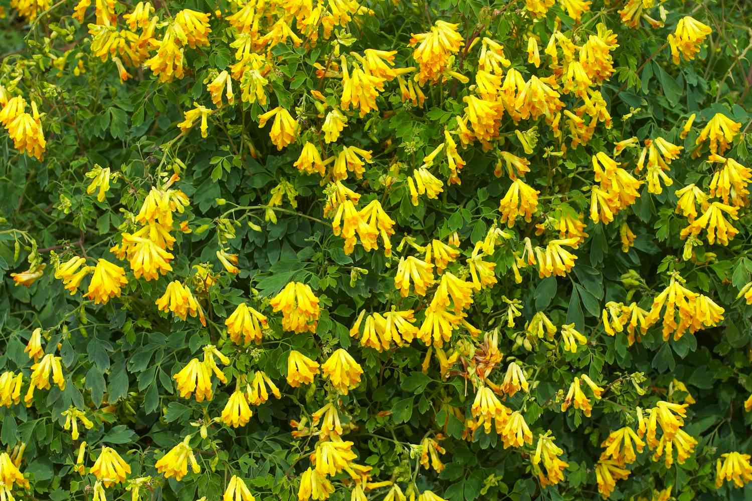 Yellow Corydalis