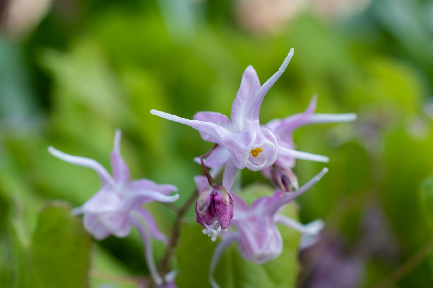 Pink Epimedium blooming in the spring garden