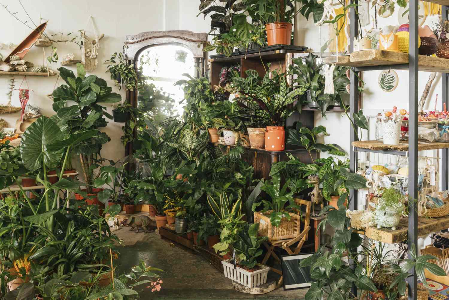 Assortment of plants in a showroom