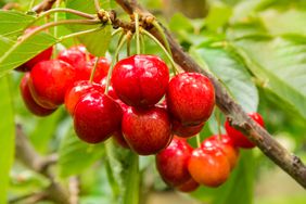 close-up of ripe red cherries on cherry tree