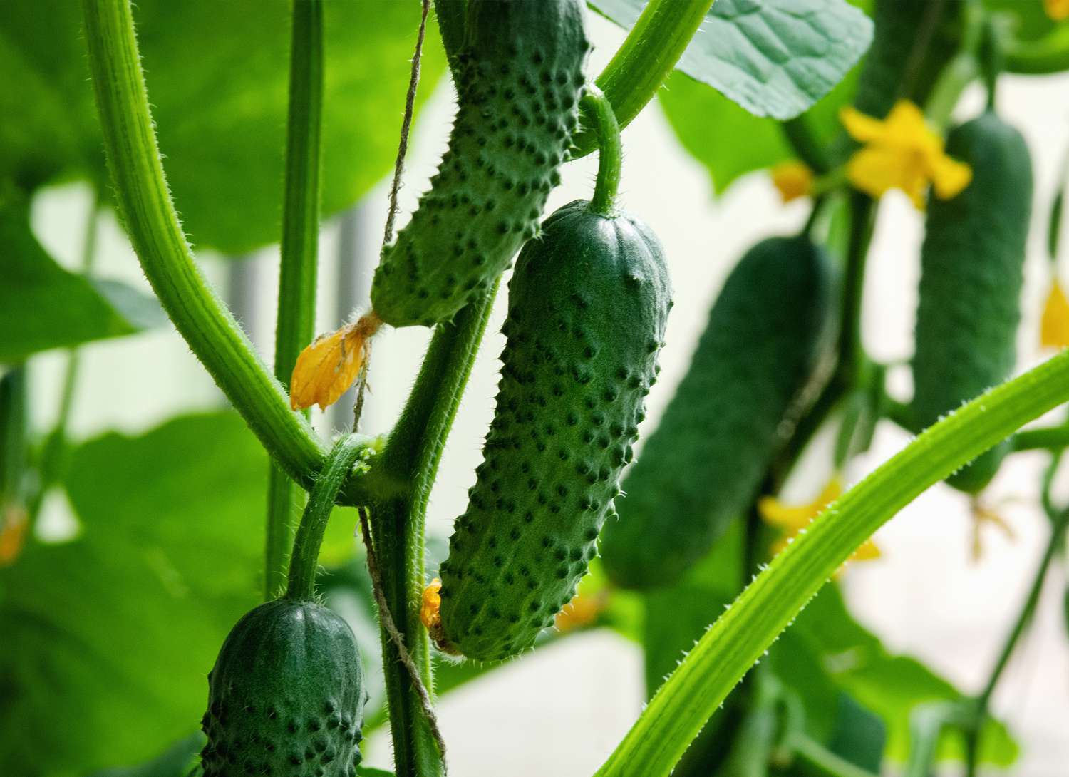 cucumbers growing in a garden