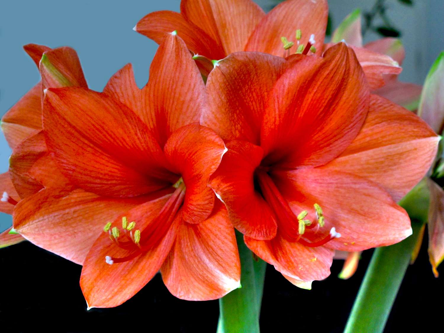Two amaryllis flowers in full bloom closeup view