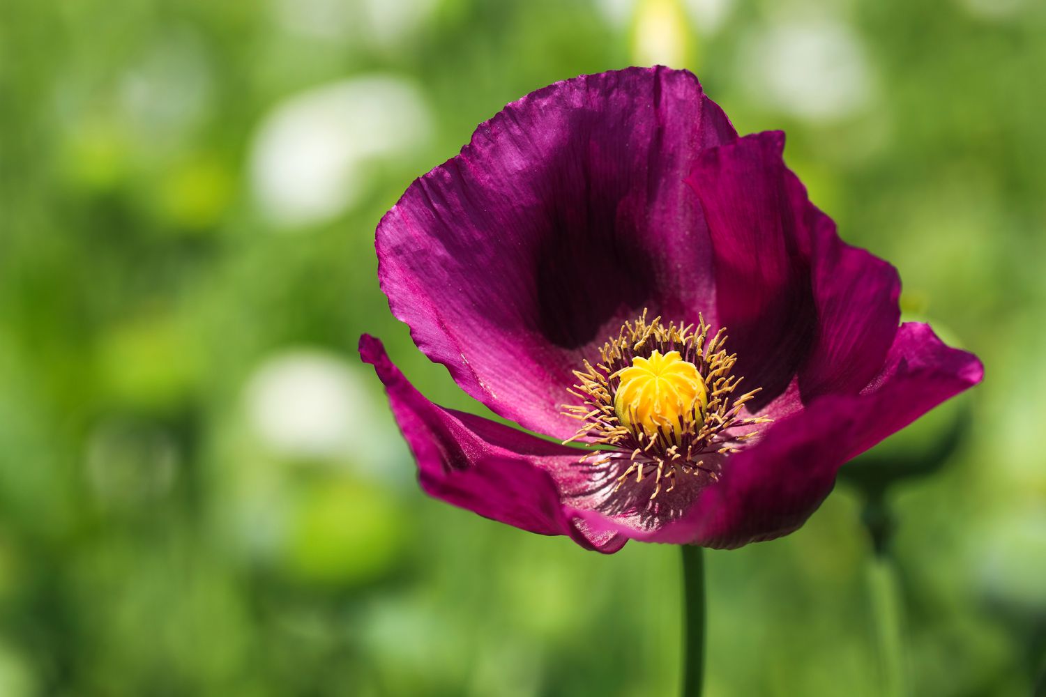 Purple Poppy flower