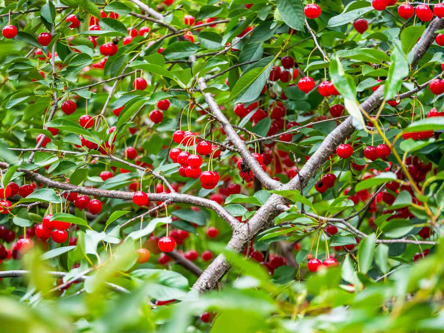 Fresh red cherry berries in a tree with green leaves. Selective focus of a cherry tree.