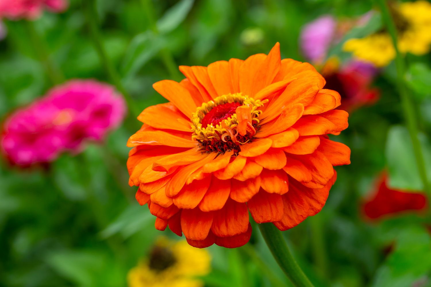 orange king zinnia