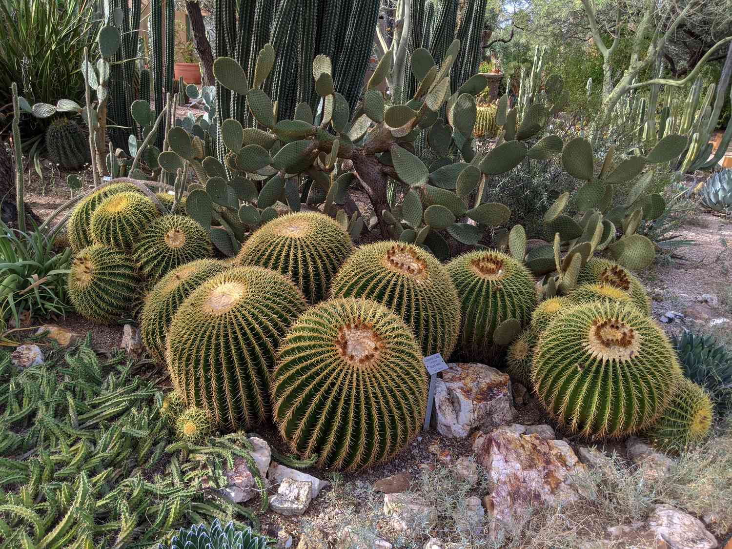 Barrel cactus, desert trees, and other succulents in the Botanical Gardens Tucson Arizona along pathway