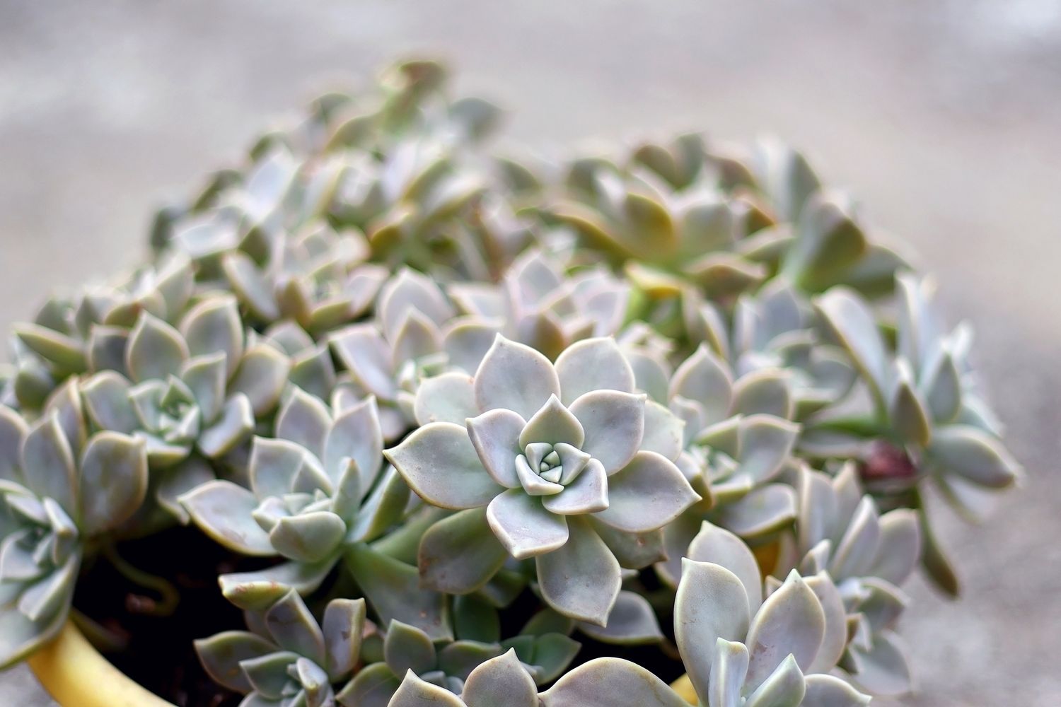 Ghost plant succulent in a garden