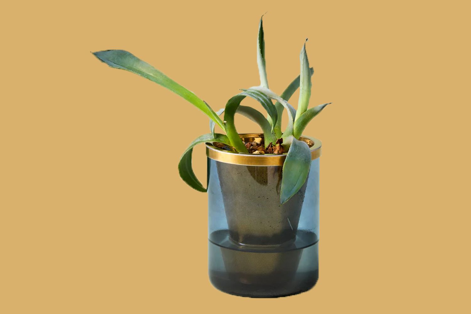 agave grow kit blue on a yellow background