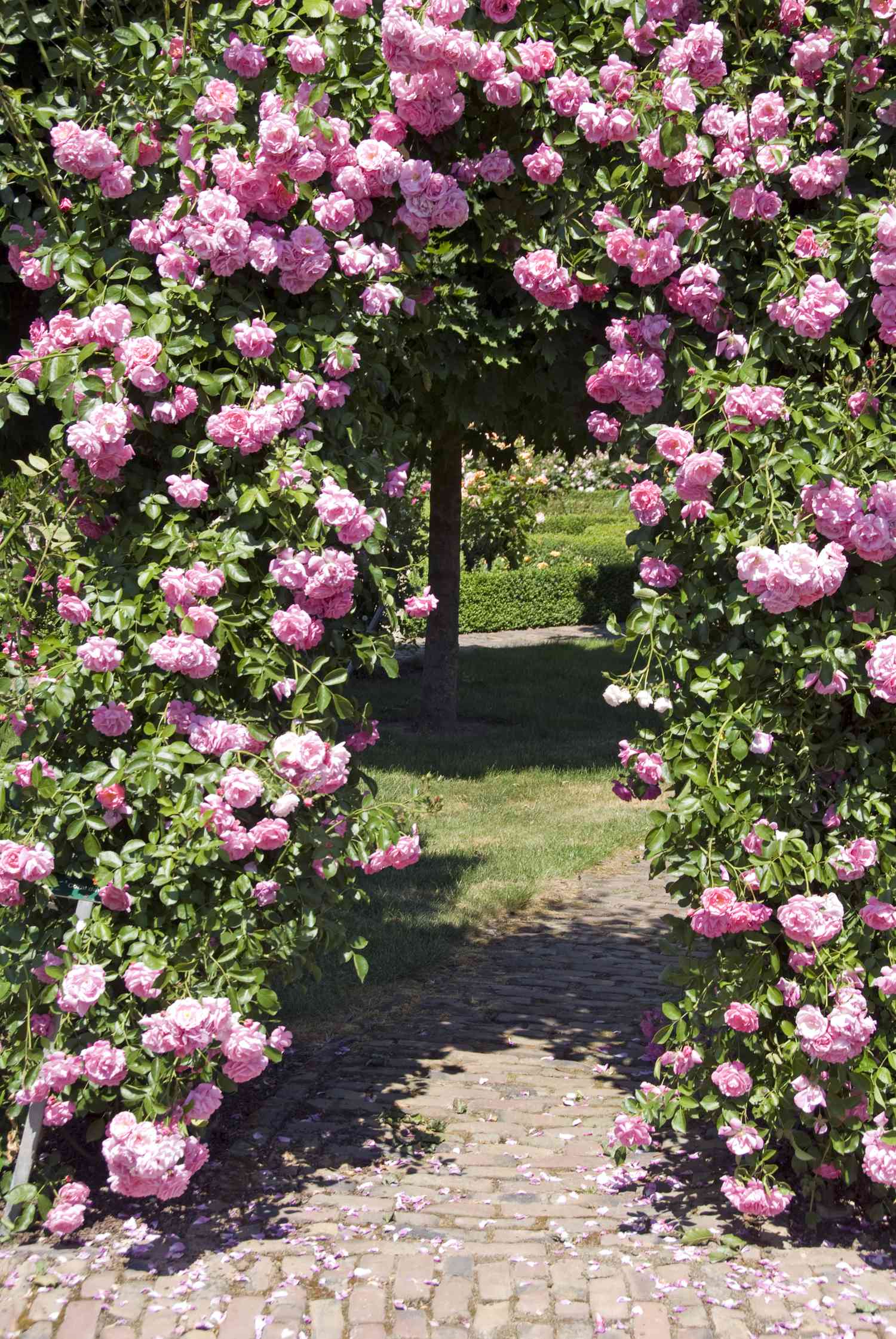 a gate of pink roses