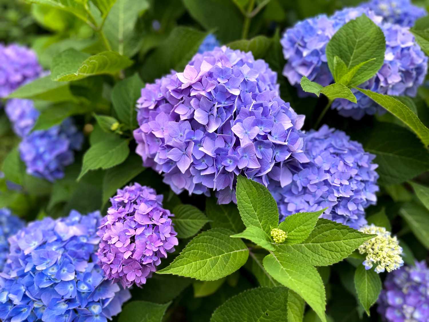 Hydrangea Macrophylla in bloom.
