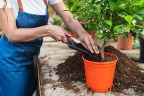 Person planting a small tree in a pot with soil on a table, wearing an apron and holding a small spade