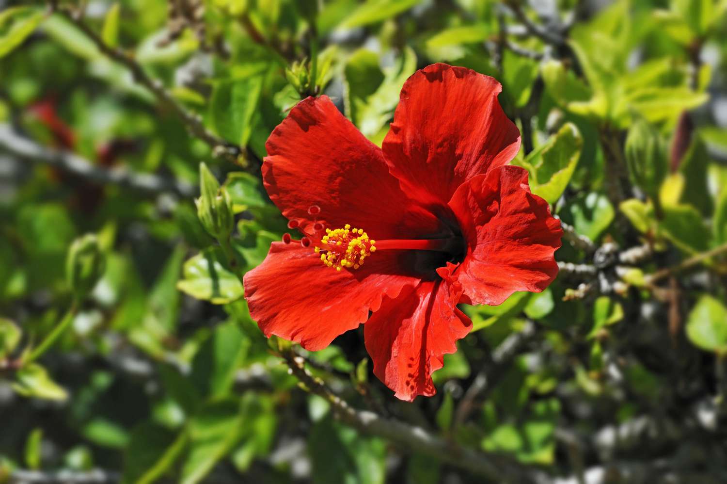 Red Hibiscus flower -Hibiscus-, Windhoek, Namibia