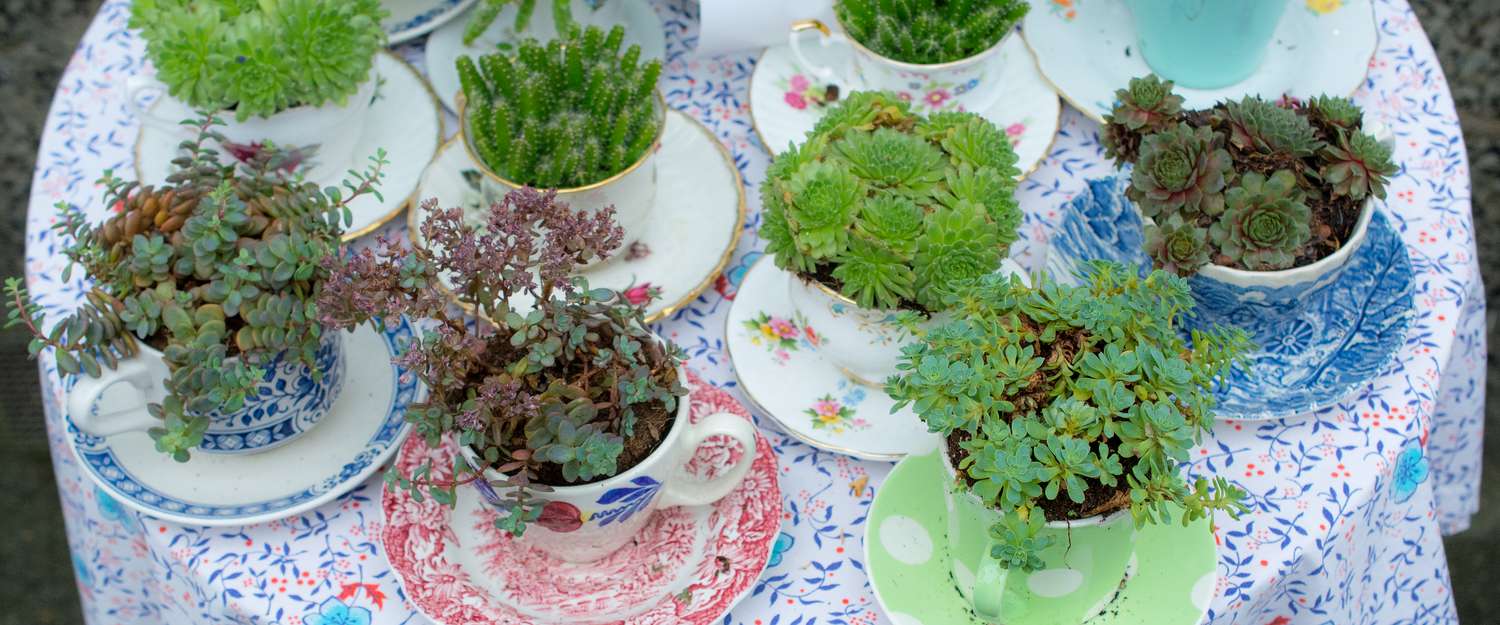Various succulent plants arranged in decorative teacups on a patterned cloth