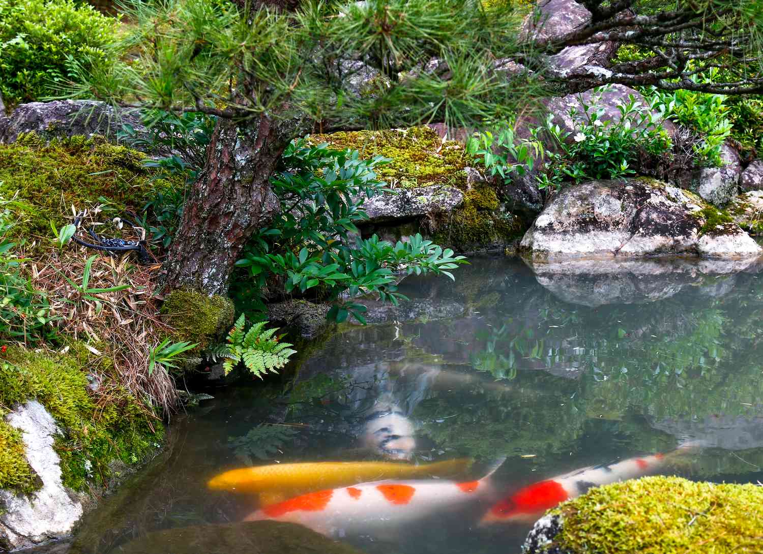 Natural ecosystem koi pond