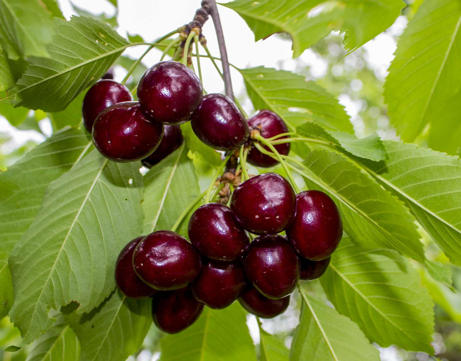 A cluster of cherries hanging from a tree branch with green leaves