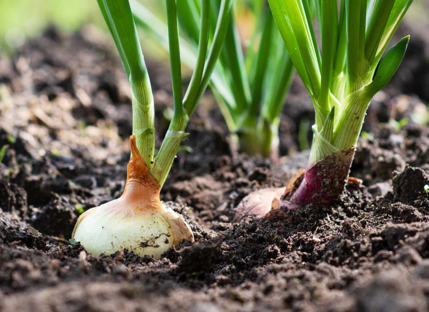 onions growing in a garden