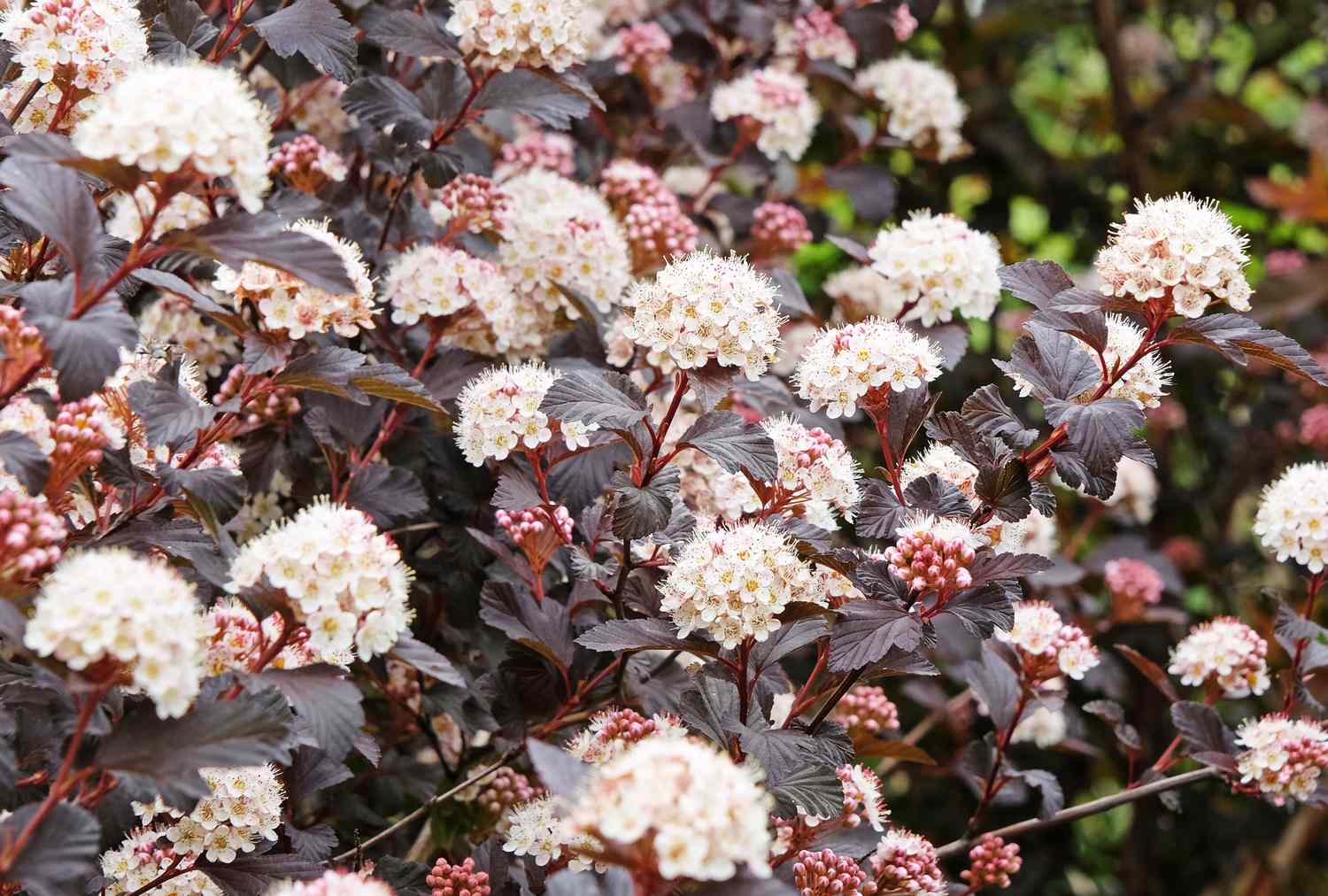 A closeup of flowering branches on a bush
