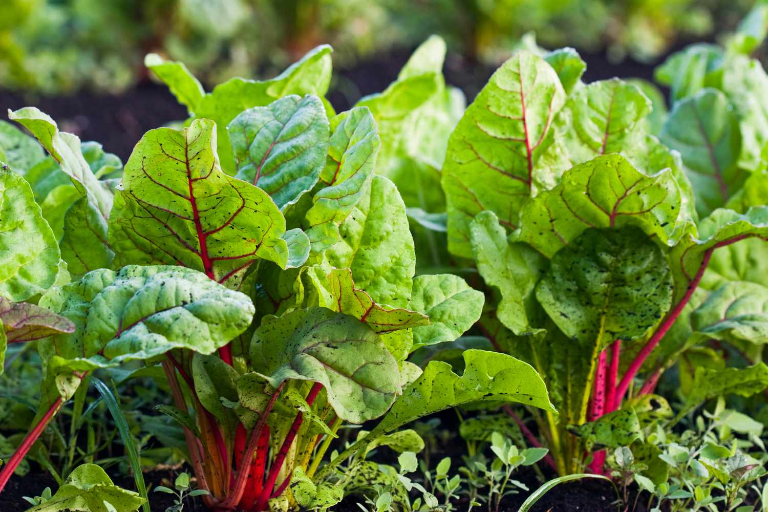Swiss Chard