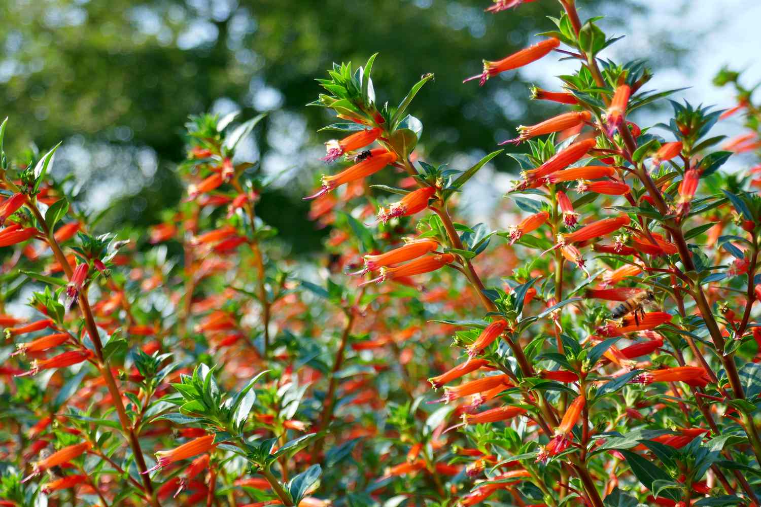 Bushes with tubular orange flowers in a natural outdoor setting