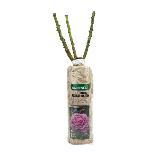 A packaged rose plant labeled Gardenline Premium Rose Bush with exposed stems and a picture of a pink rose on the packaging