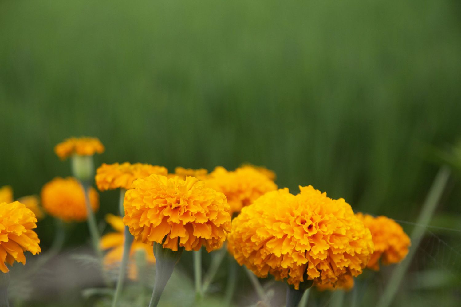 african marigolds