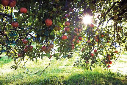 apple orchard trees with sun shining through