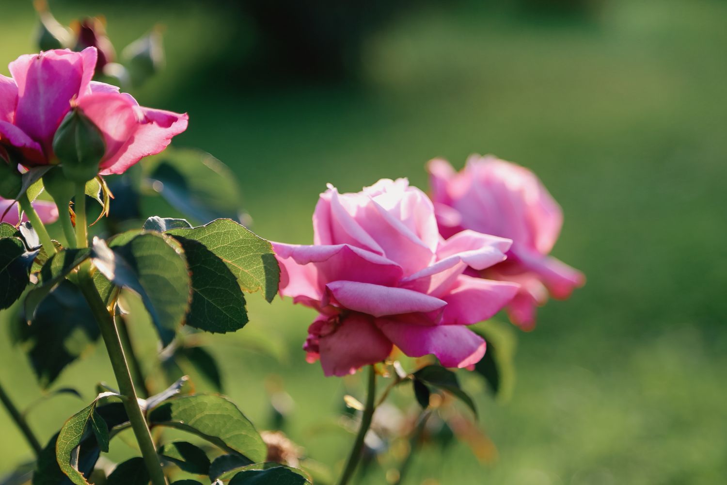 Vibrant Pink Colored Roses Bush Against Blurred Garden Background.