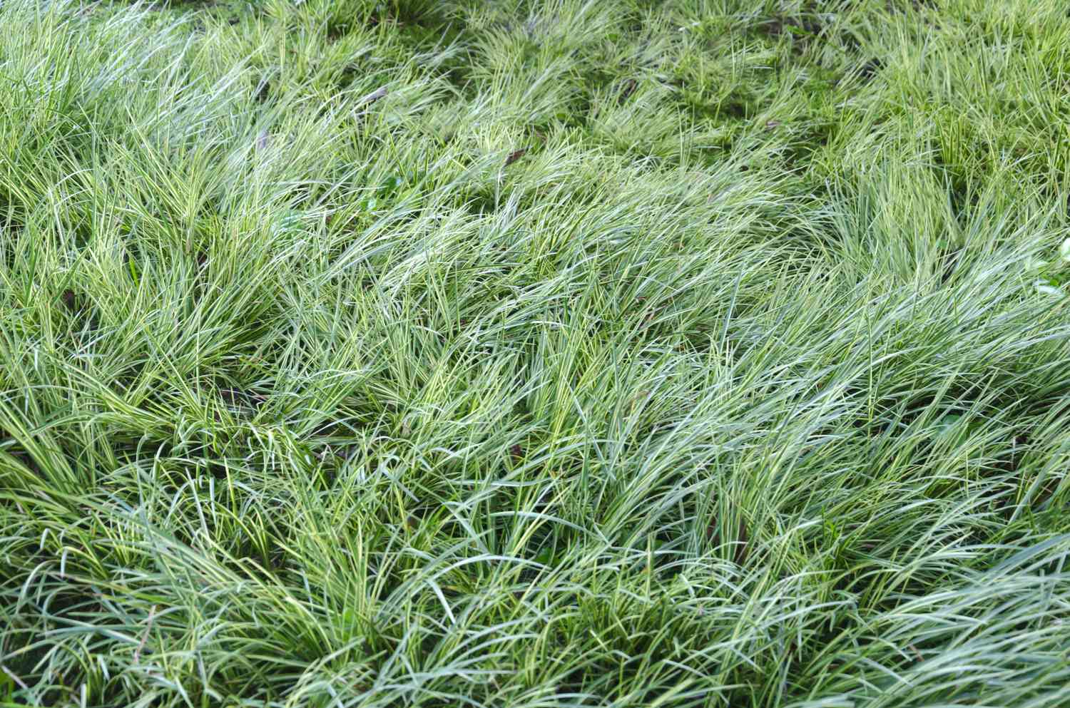 carex lawn