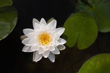 White water lily with yellow center floating on water surrounded by green lily pads