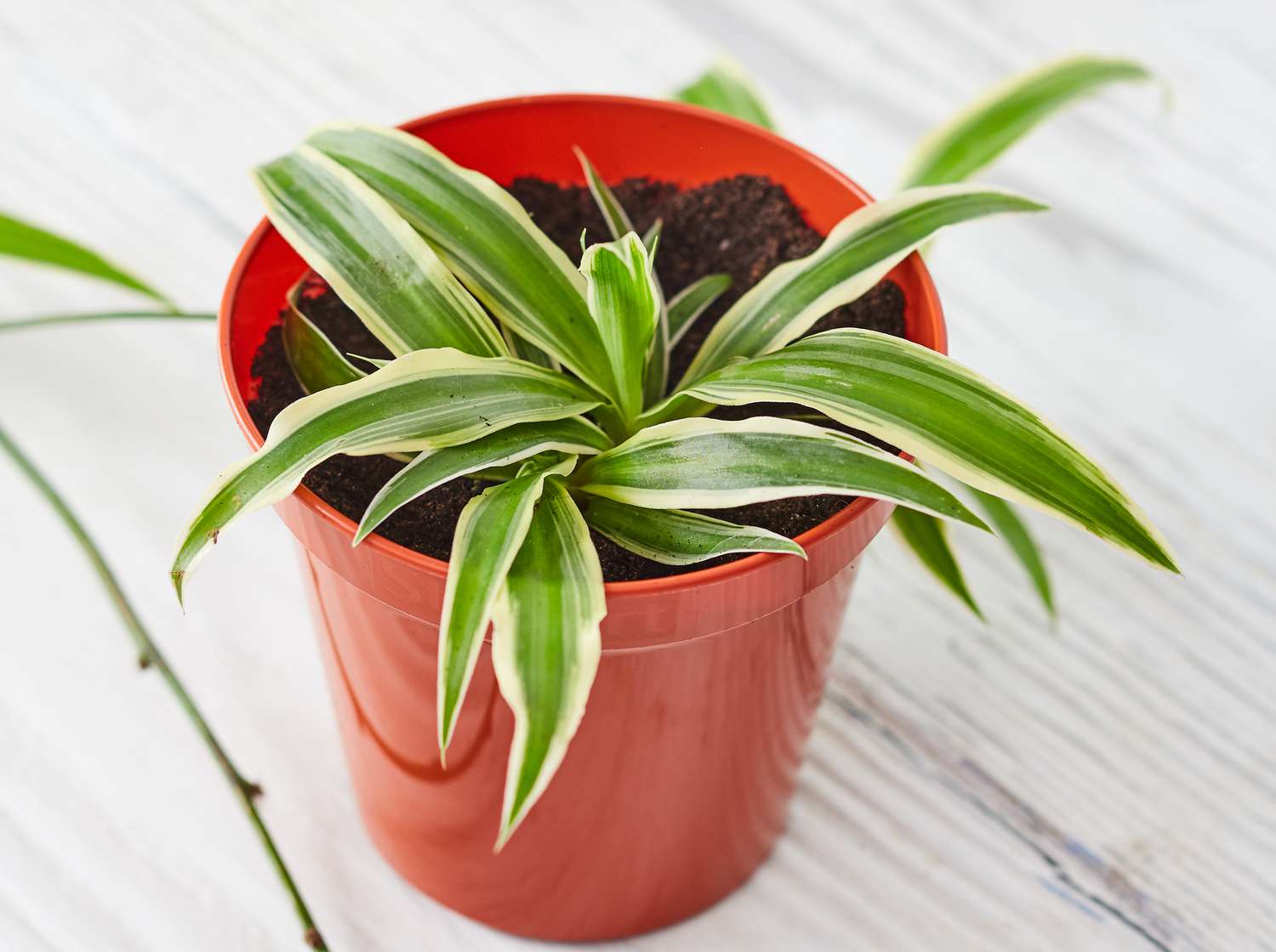 Propagating spider plant offset into plant pot