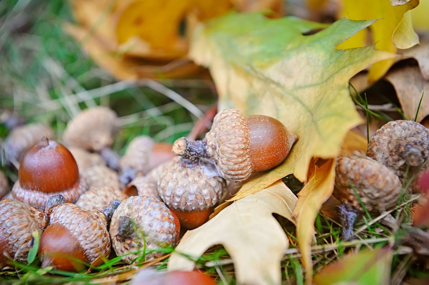 Acorns scattered among leaves on the grass