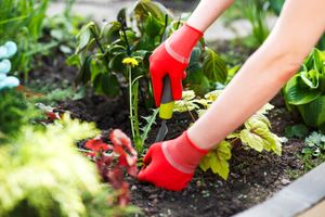 Pulling weeds from garden