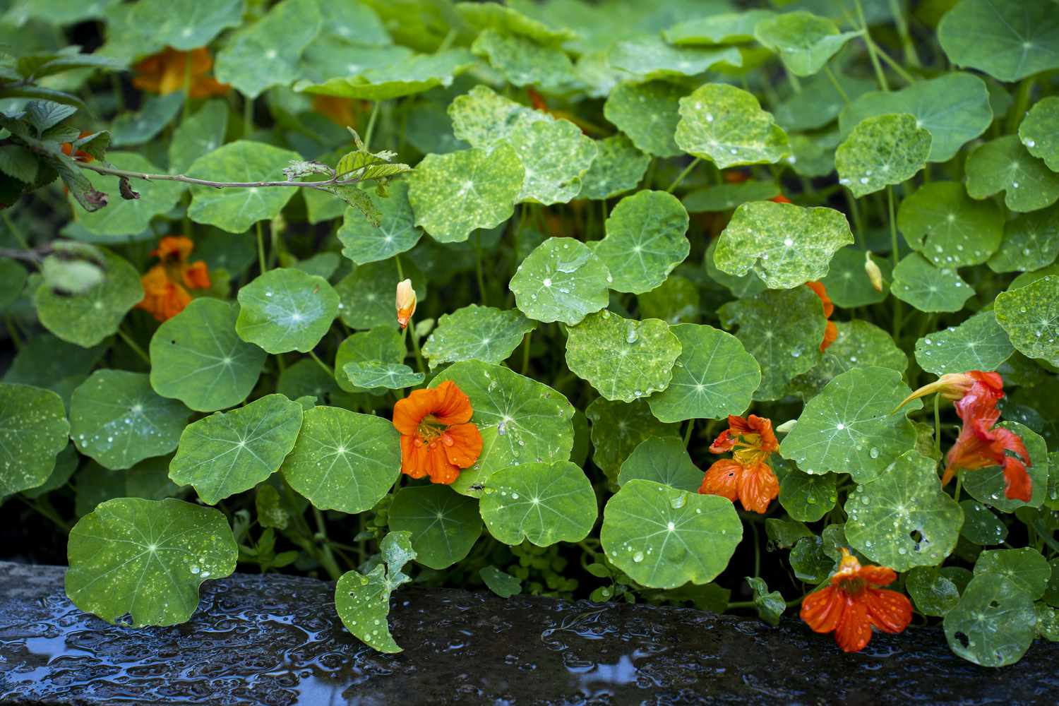 Nasturtiums