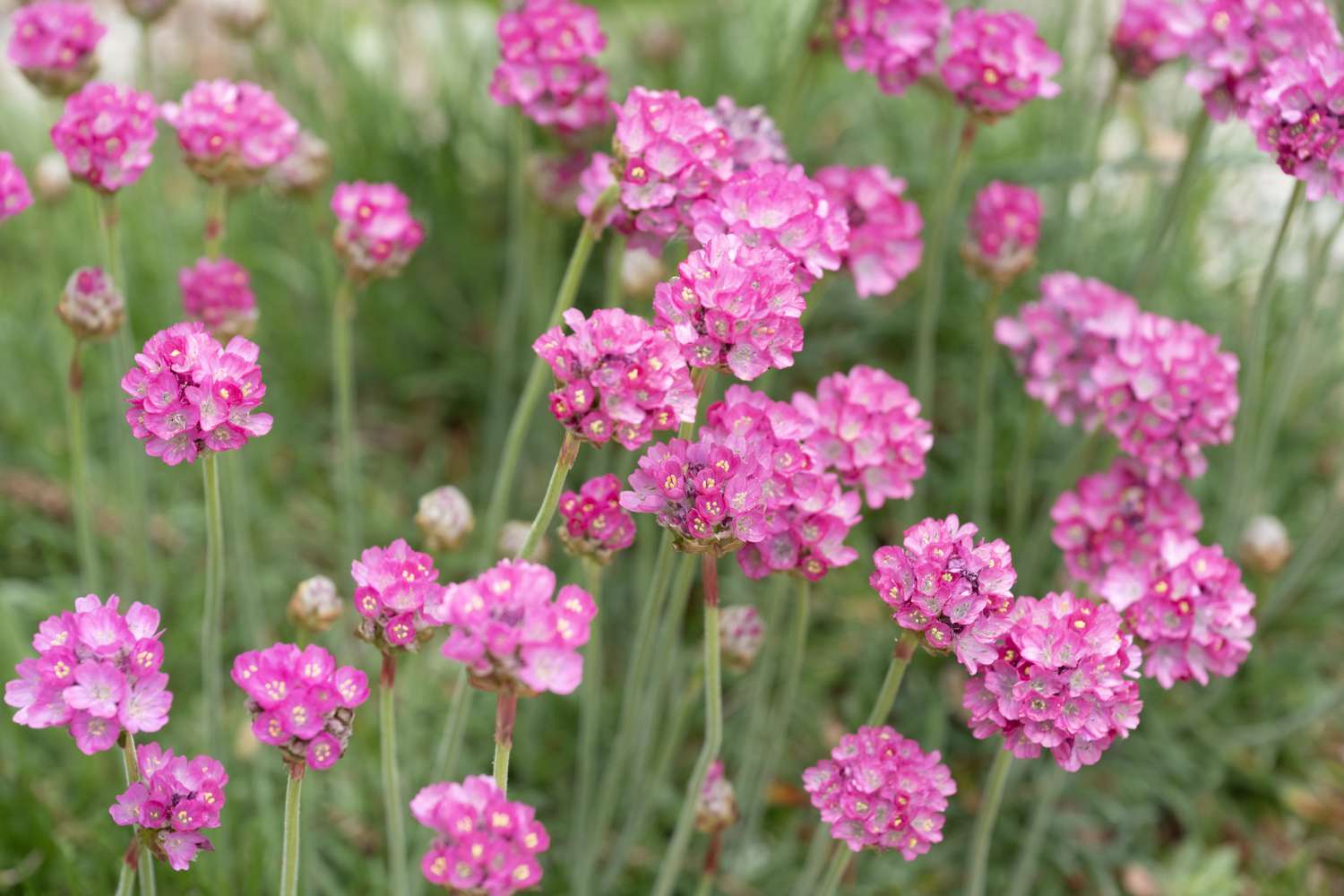 pink flowers with green stems