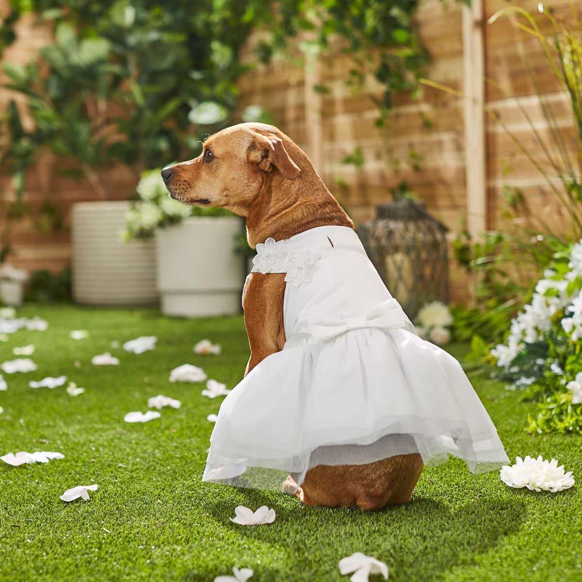 dog in wedding dress