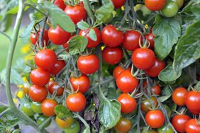cherry tomatoes growing in garden
