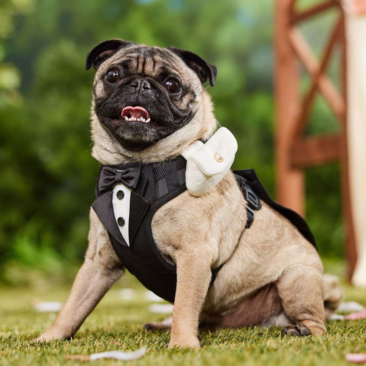 Pug wearing ring pouch