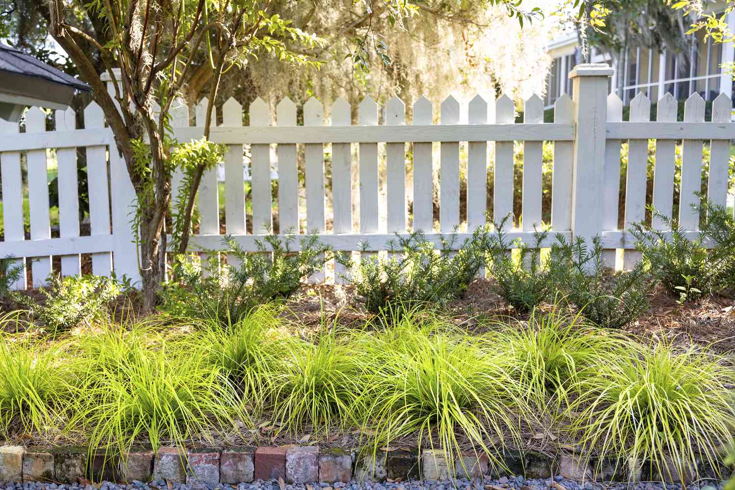 Hedge grass in border garden