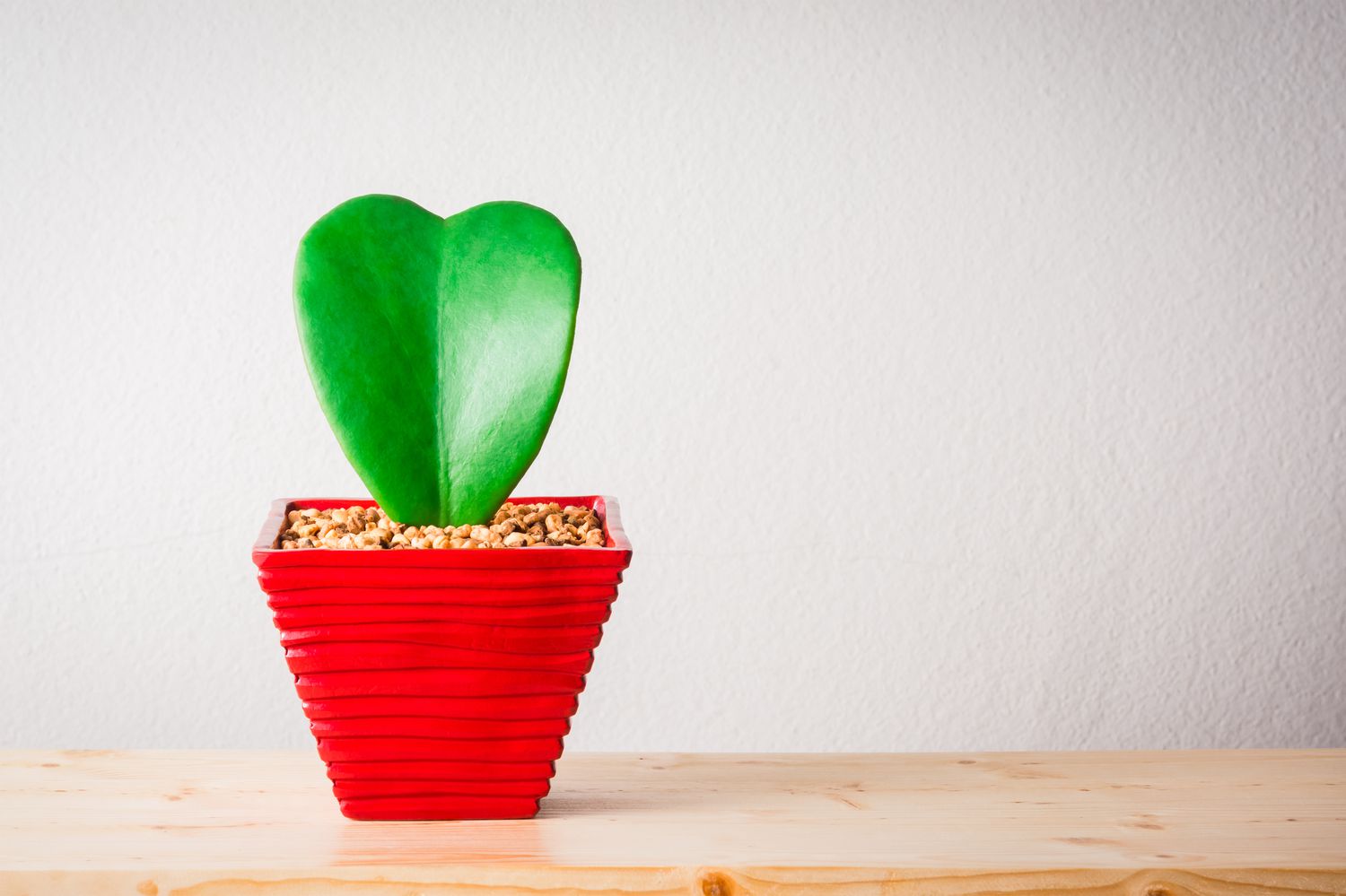 Heart shaped hoya plant in a red flower pot. 